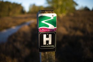 Heidschnuckenweg am Wietzer Berg, Landkreis Celle © Anna-Kristina Bauer