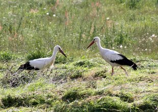 Storchenbegegnung auf der Wiese © Andrea Schmidt