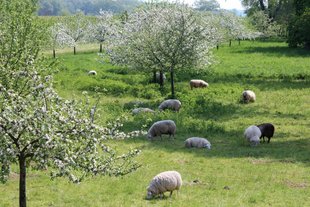 Schafe auf einer Streuobstwiese hinter dem Elbdeich © Andrea Schmidt 