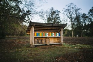 Bienenkörbe am Wietzer Berg im Landkreis Celle © Anna-Kristina Bauer 