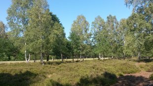 Nemitzer Heide an der B493 © Gesine Hübner
