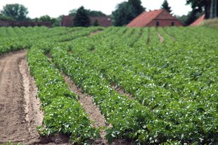 Kartoffelacker in Holxen, Landkreis Uelzen © Christian Wiegand, KuG