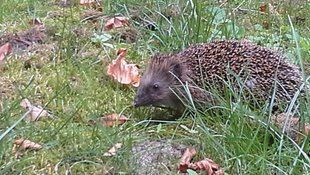 Igel im Landkreis Lüneburg © Inga Seba-Eichert