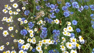 Kornblumen im Landkreis Lüchow-Dannenberg © Inga Seba-Eichert  