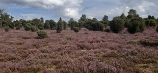 Ellerndorfer Wacholderheide © Gesine Hübner