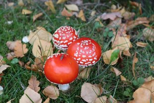 Fliegenpilze im Landkreis Heidekreis © Inga Seba-Eichert