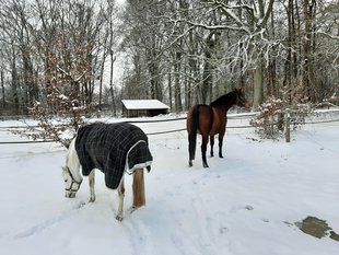 Pferde im Landkreis Lüneburg © Inga Seba-Eichert