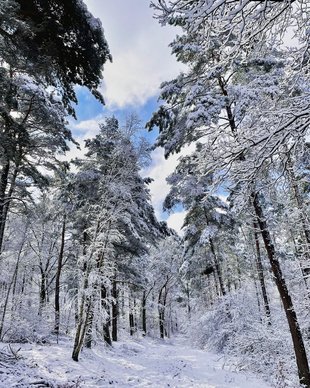 Verschneiter Wald am Königsberg Uelzen © Almuth Kölsch
